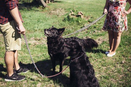 Family Pets and Divorce | Family and Divorce Lawyers | Branch Austin McCormick