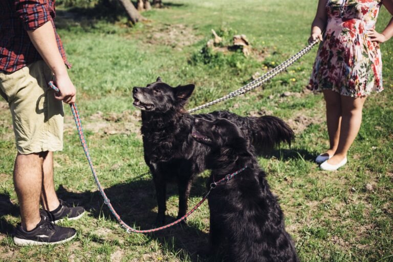 Family pets and divorce.